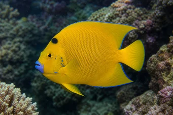 Holacanthus trimaculatus Tres puntos