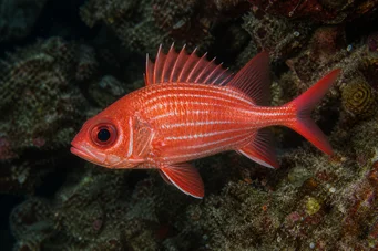 Holocentrus diadema (Soldado limpio)