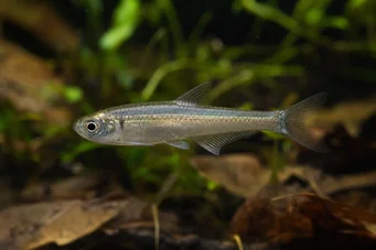 Holoshestes pequira (Tetra de mancha de naranja)