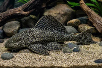 Hypostomus grandiosus Leopardo pleco