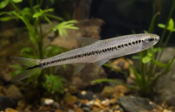 Iguanodectes spilurus (Tetra-aceite)