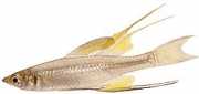 Iriatherina werneri Ietherina werneri