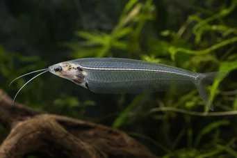 Kryptopterus bicirrhis (Bagre de vidrio)