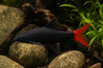 Labeo bicolor