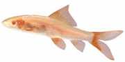 Labeo erythrurus Albinos labéo