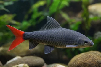 Labeo erythrurus (Albinos labéo)