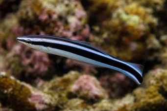 Labroides phtirophagus