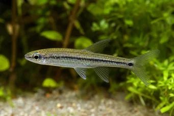 Ladigesia roloffi