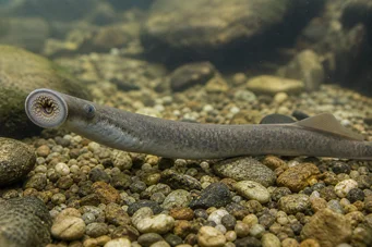 Lampetra fluviatilis (Lámpara fluvial)