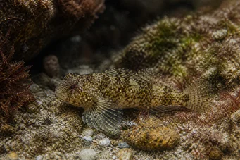 Lepadogaster candollei Varilla