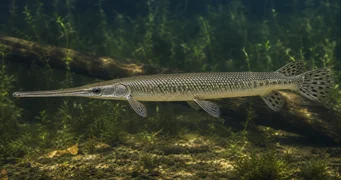 Lepisosteus osseus Lucio de cocodrilo