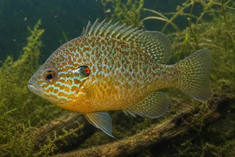 Lepomis gibbosus