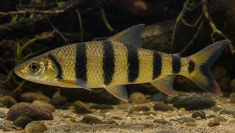 Leporinus fasciatus fasciatus (Leporino con bandas negras)