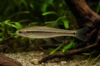 Lilius sp Limón