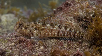 Lipophrys pholis (Común)