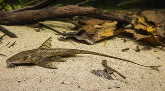Loricaria parva (Lórico)
