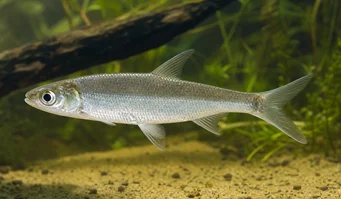 Luciosoma setigerum (Tiburón apolo)