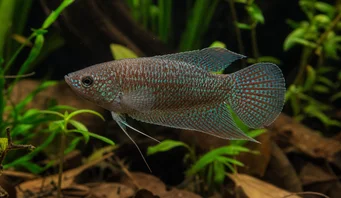 Macropodus cupanus Pez pesca de cola de cola marrón