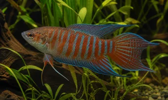 Macropodus opercularis Paraíso