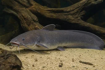 Malapterurus electricus Bagre eléctrico