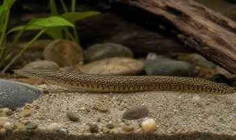 Mastacembelus armatus Columna gigante