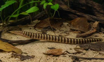 Mastacembelus circumcinctus Anguila espinosa