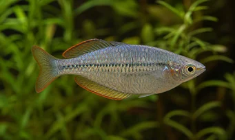 Melanotaenia maccullochi Pescado enano arcoiris