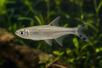 Micralestes acutidens Tetra africana con dientes afilados