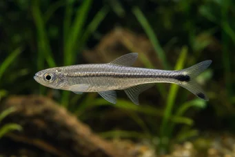 Micralestes elongatus Tetra africana cónica