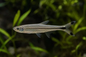 Micralestes humilis Tetra africana con aletas rojas
