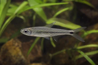 Micralestes occidentalis Tetra de África occidental