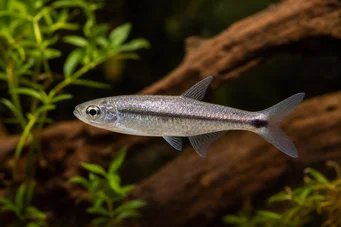 Micralestes stormsi Tetra rojo de Congo True