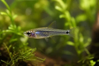 Microrasbora kutobai Neón verde