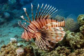 Milles de pterois
