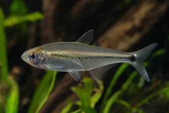 Mimagoniates lateralis Tetra-Glande con lados barrados