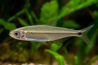 Mimagoniates microlepis Pequeñas escalas Tetra-Barberos