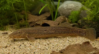 Misgurnus anguillicaudatus Misgundus anguillicaudatus