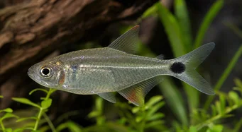 Moenkhausia oligolepis Moenkhausia con ojos rojos