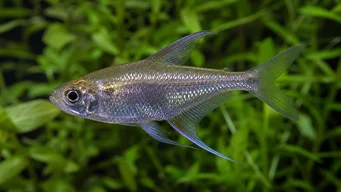 Moenkhausia pittieri Diamante tetra