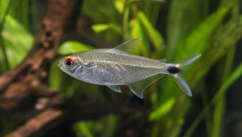 Moenkhausia sanctaefilomenae Moenkhausia con ojos rojos