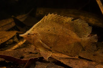 Monocirrhus polyacanthus Bombero