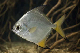 Monodactylus argenteus Pez lunar