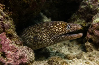 Muraena lentiginosa