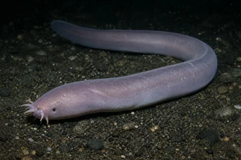 Myxine glutinosa Myxine común