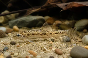 Nannocharax brevis