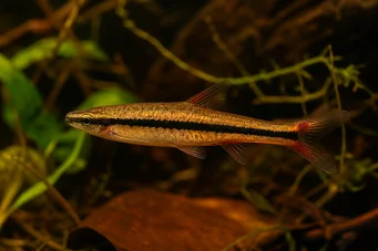 Nannostomus beckfordi aripirangensis