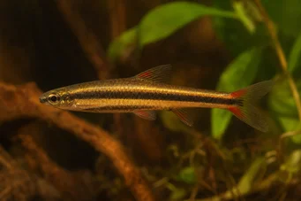 Nannostomus beckfordi (Lápiz)