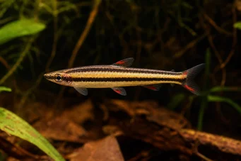 Nannostomus marginatus