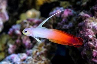 Nemateleotris magnifica Gobie de fuego