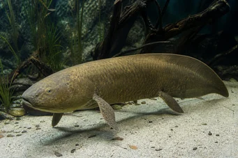 Neoceratodus forsteri Dipneuste australiano, barramanda de Aust.